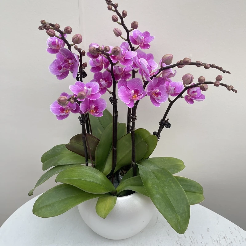 【简馨优选】A级骄阳 蝴蝶花卉组盆艺术摆件客厅花艺优雅造型4-5