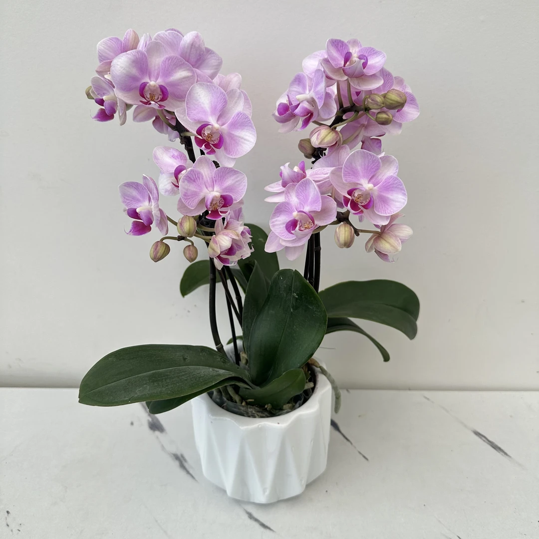 简馨优选【小布鲁日】-蝴蝶兰花组盆带花带花苞种植基地发货2-4