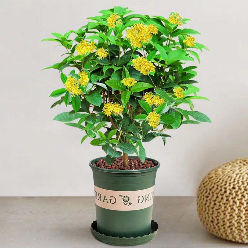 盆栽四季桂花树月月桂开花带香味阳台室内外非常好养庭院花卉绿植