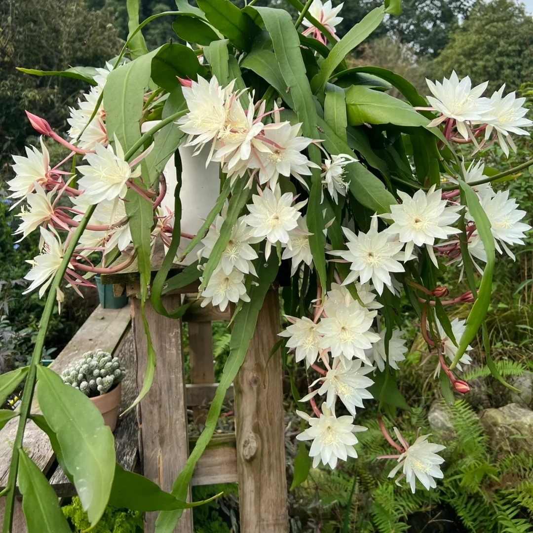 小叶昙花苗鱼骨令箭阳台庭院耐阴植物花卉盆栽