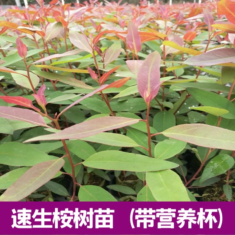 桉树苗 快速林苗广9速生桉 广29号桉树 绿化造林苗耐寒桉树苗带土