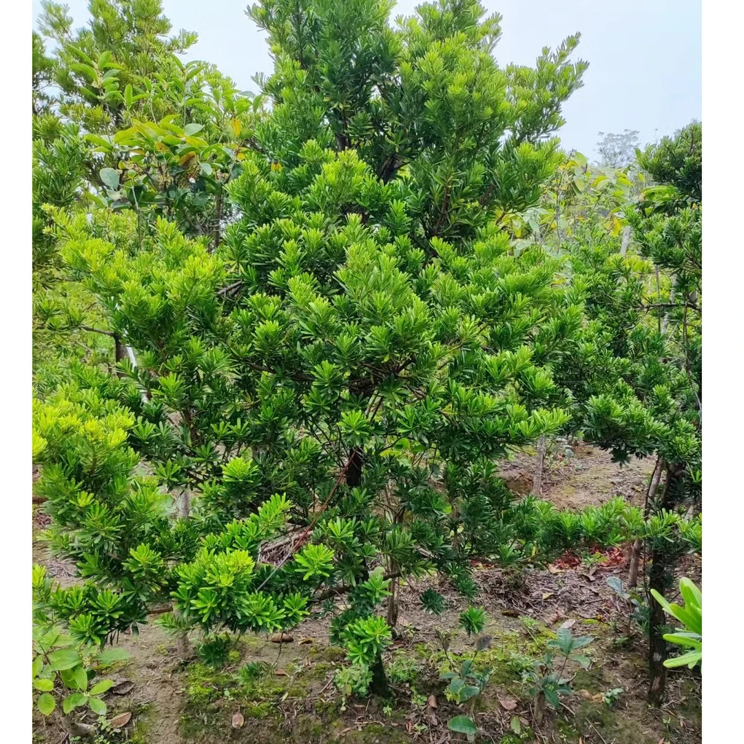 名贵金钻罗汉松原生苗正宗台湾金钻罗汉松扦插苗盆景四季常青