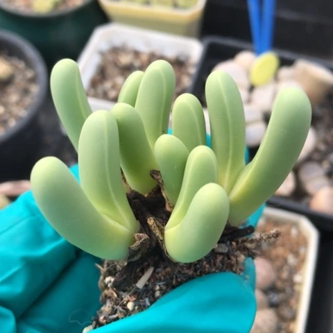 多肉植物 6头红手指