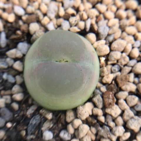 多肉植物 Sh2606紫皮拉登