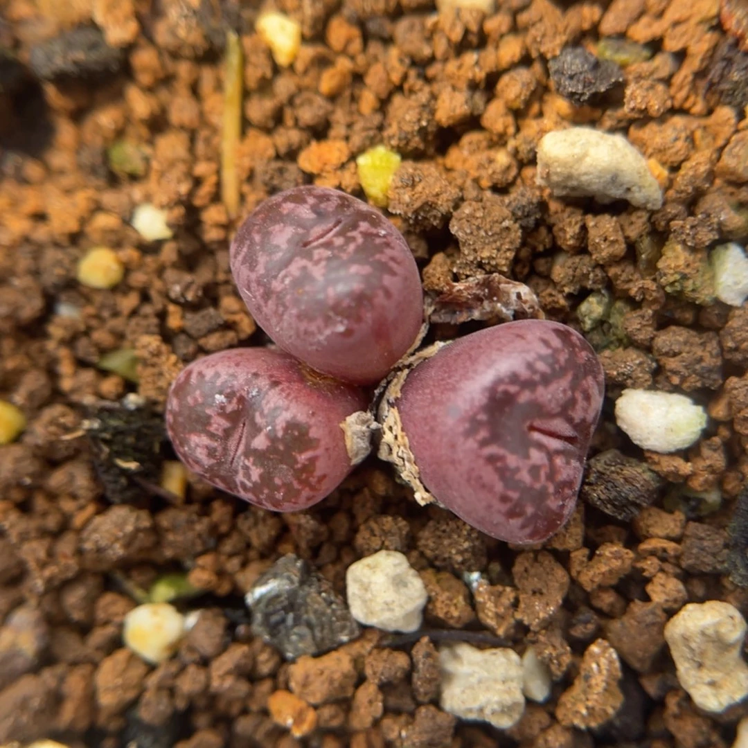 多肉肉锥 马克李子