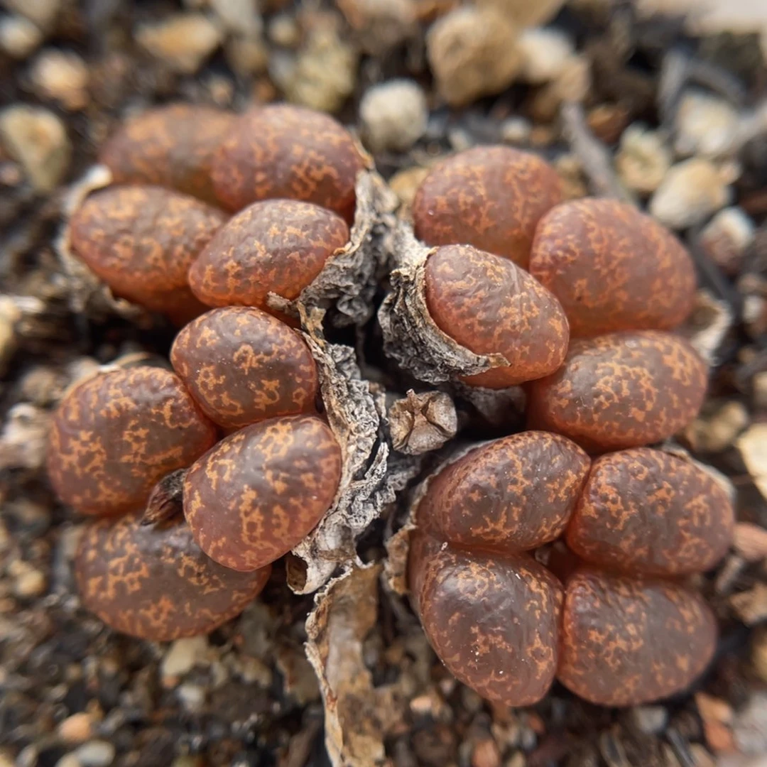 多肉肉锥 酒红勋章