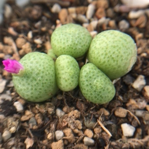 多肉植物 紫花青团