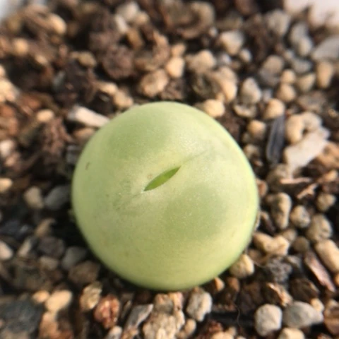 多肉肉锥 2Cm拉登 带花苞