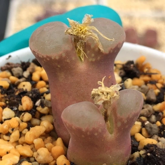 多肉肉锥 紫体白窗