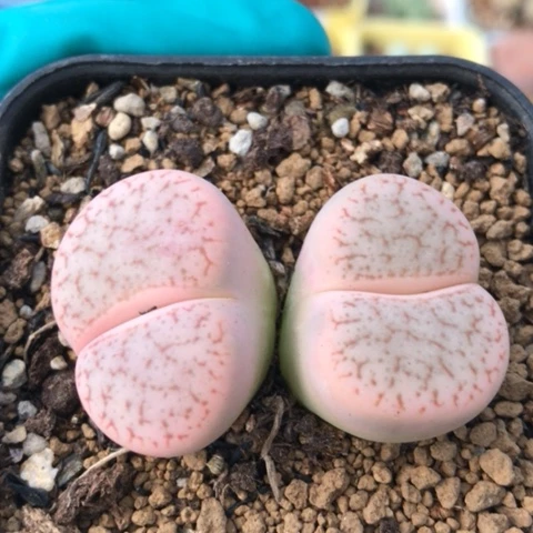 生石花 4.6Cm 双头粉曲