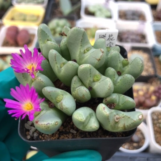 多肉肉锥 紫花元宝