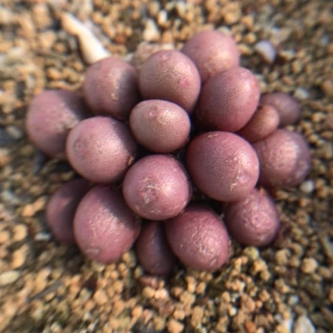 多肉植物 紫葡萄17头