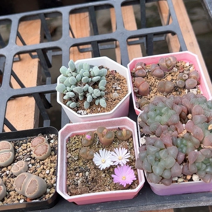 似****?专拍专拍专拍专拍