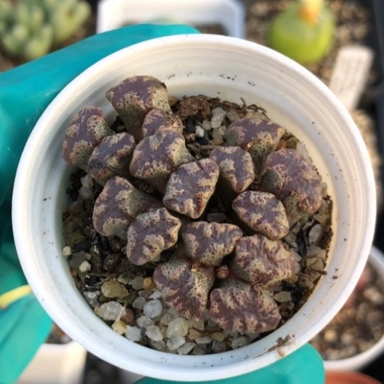 多肉肉锥 蝴蝶勋章