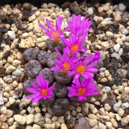 16头 火大种源Y801小S