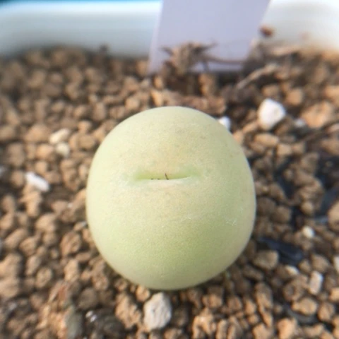 多肉植物 1.7Cm 拉姆