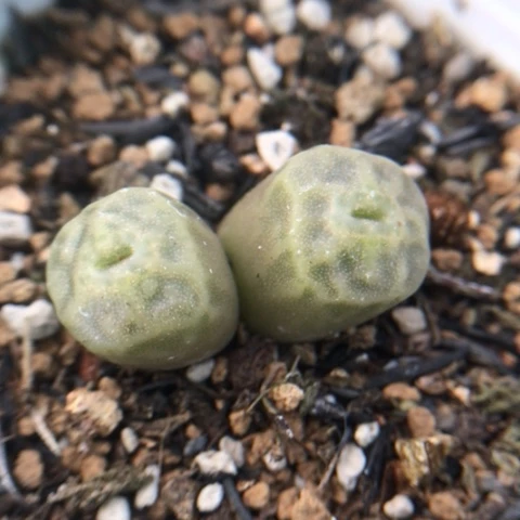 多肉植物 双头烧卖