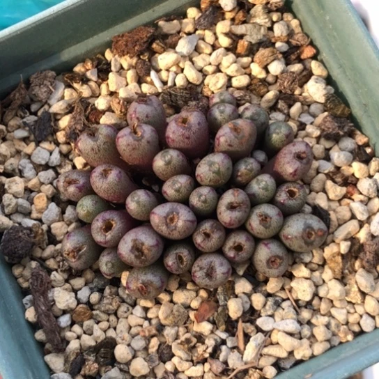 多肉肉锥  紫花小M