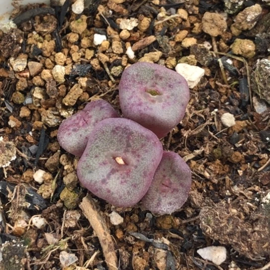 多肉肉锥 紫罗兰方碗