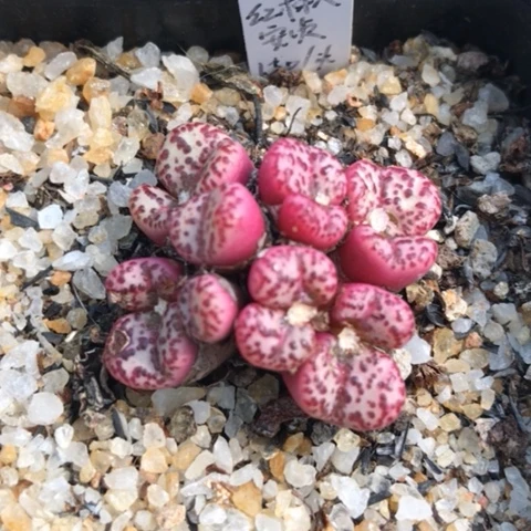 多肉植物 Y599C日系红椒