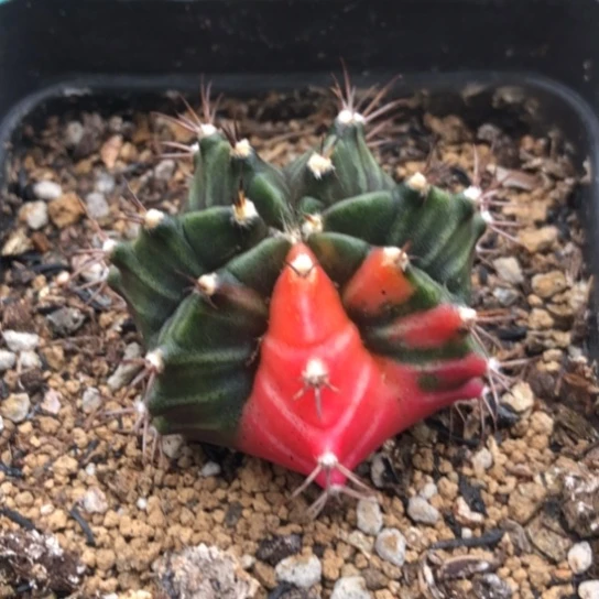 多肉肉锥 米哈牡丹锦