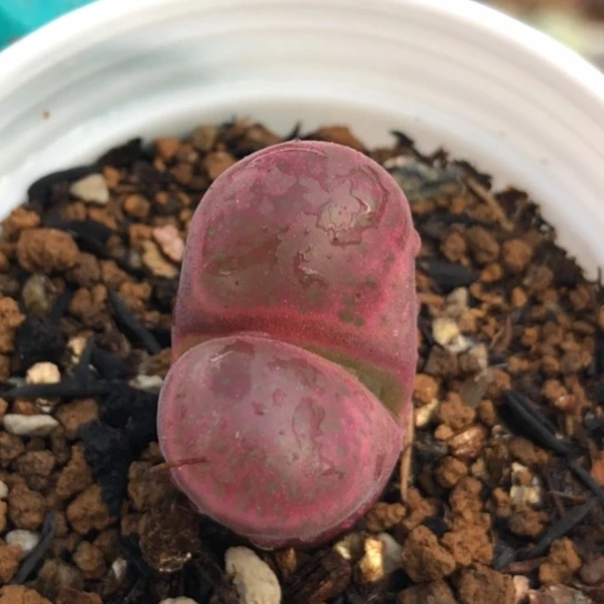 多肉肉锥 2.2Cm 紫罗兰