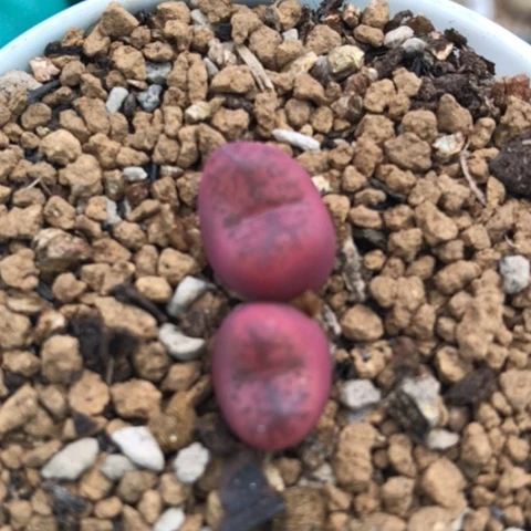 多肉植物 吕氏孤品