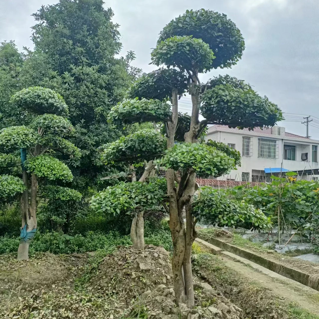 造型无刺枸骨金玉满堂罗汉松大型绿植客厅盆景