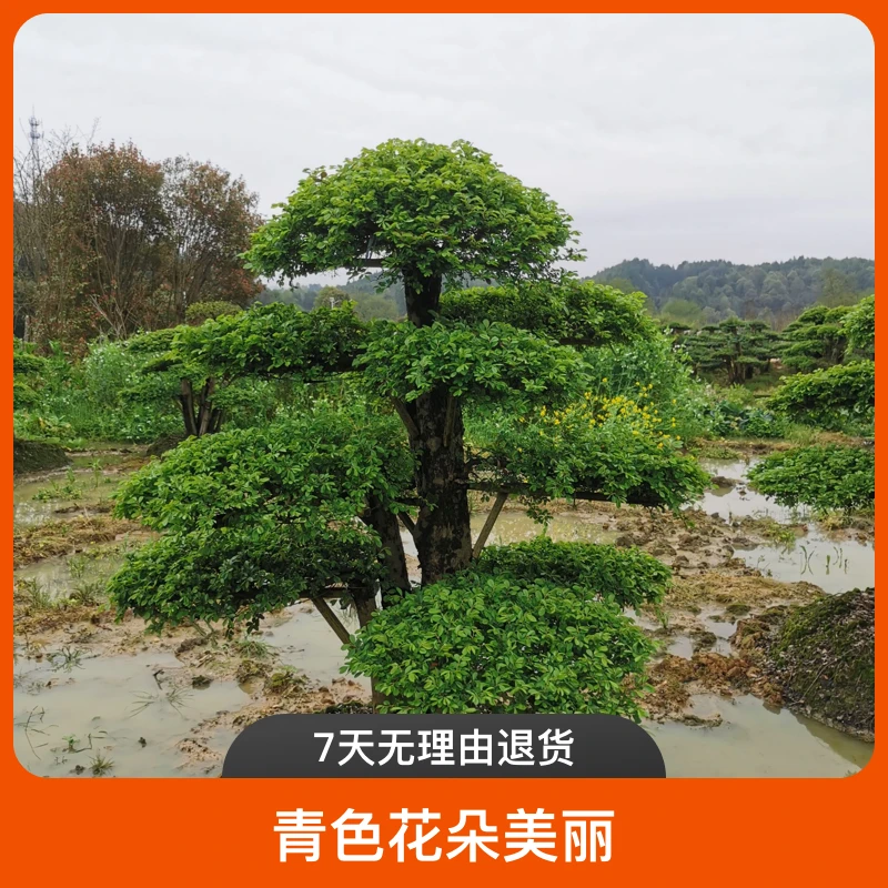 造型金钱榆小叶榆树桩盆景