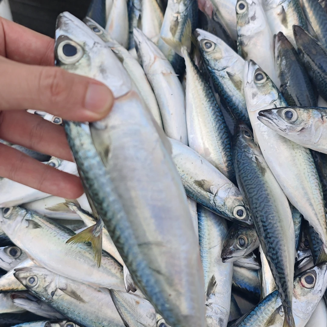 福建海捕新鲜青花鱼/花仙鱼到手10斤一斤3-5条
