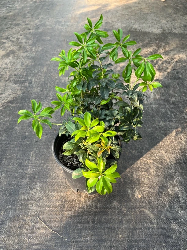 马醉木盆栽 品种多多 开花美丽 耐寒植物