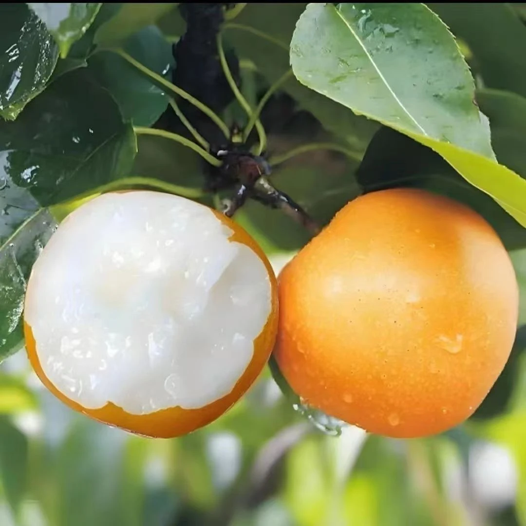 正宗大套秋月梨 冰糖翠梨水果现摘新鲜应季脆甜薄皮梨5斤包邮