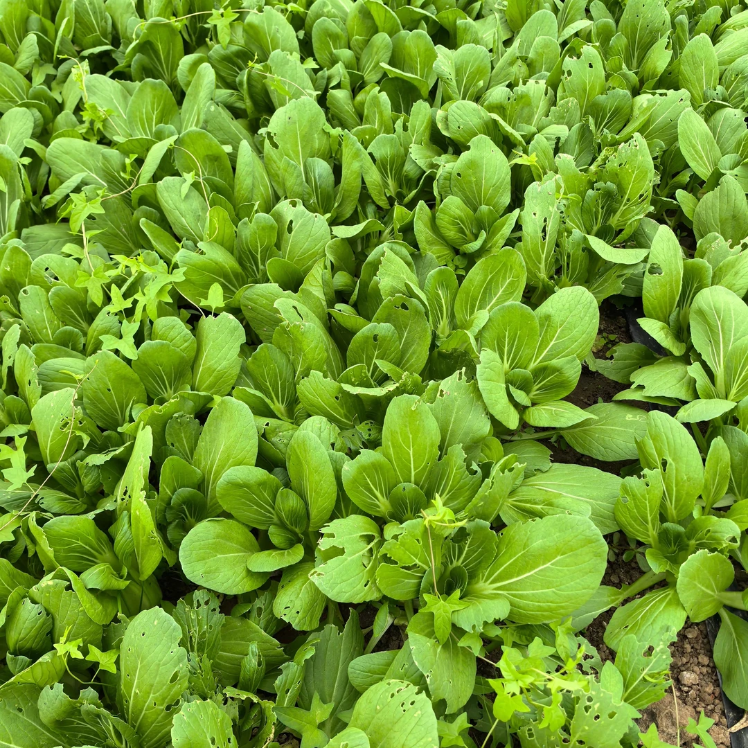苏北守根自种蔬菜