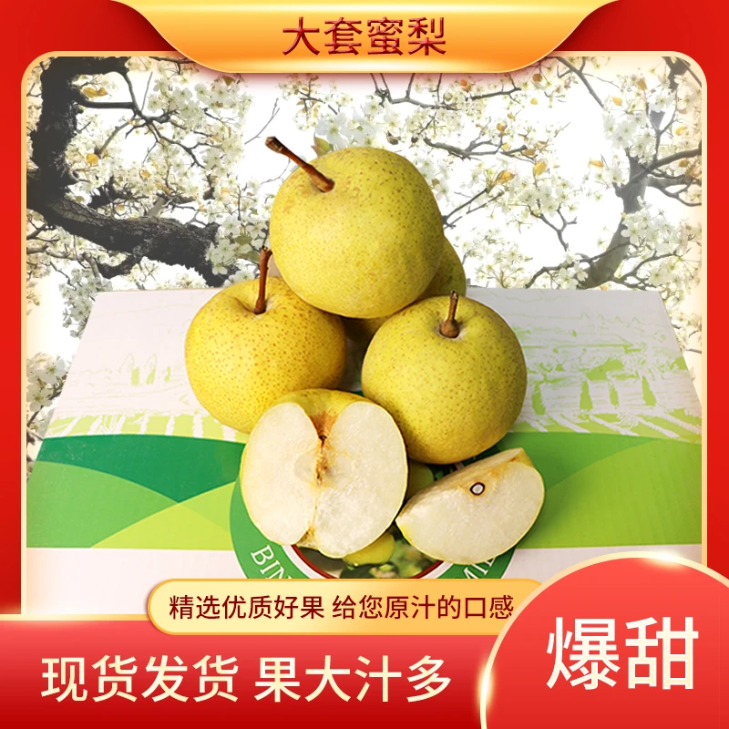 苏北大套蜜梨无名梨黄河固道古梨树品种 梨花雨夹堆村酥甜可口6斤