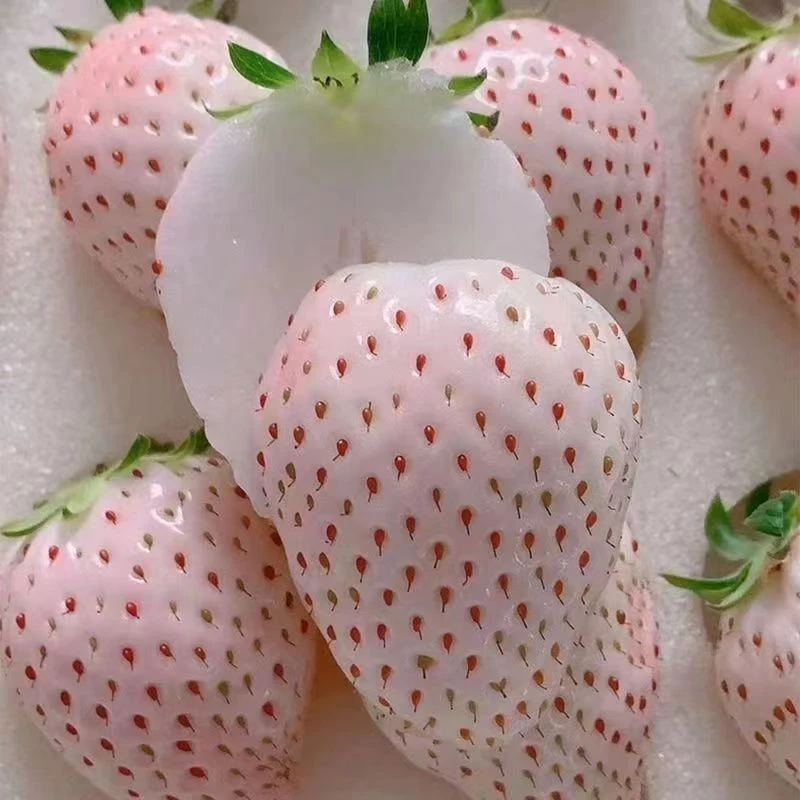 白草莓苗 大盆适合新手种植 好吃好养