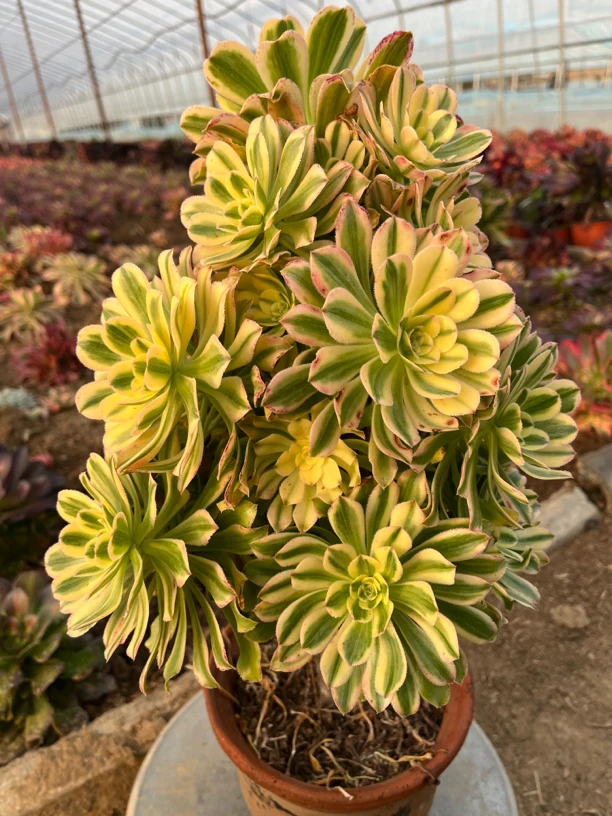 多肉植物艳日伞满38包邮