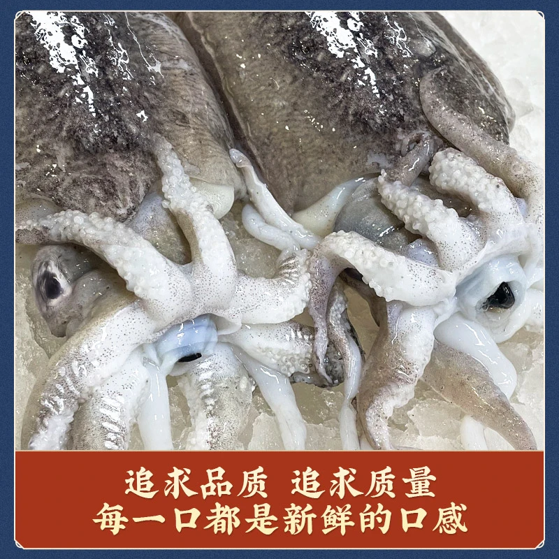 福建省 连江县 闽东东海海域墨鱼 三斤（小船货