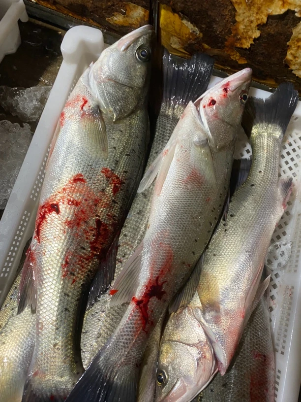 福建连江定海湾鲈鱼 四斤（已杀，冻发）