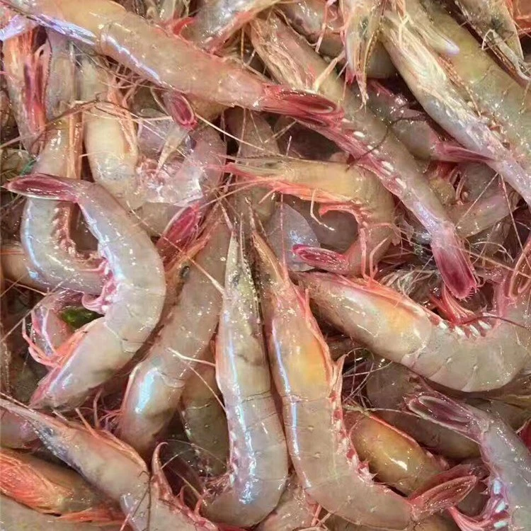 野生剑虾 一斤80只左右 1500g
