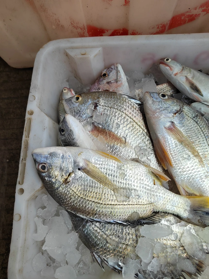 福建连江野生黄脚立  3斤 冻发（杀完2斤多）