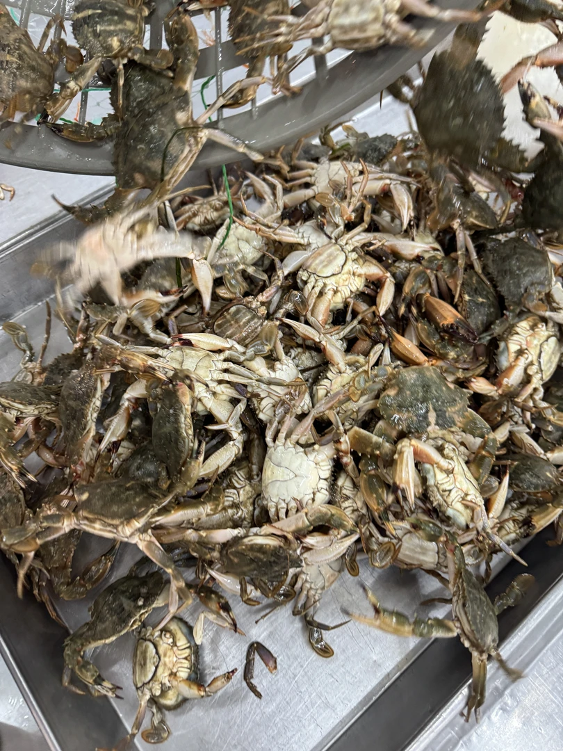 花盖蟹15元1斤蟹同城配送海鲜