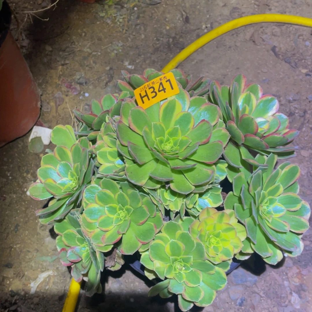 341奶白多肉植物