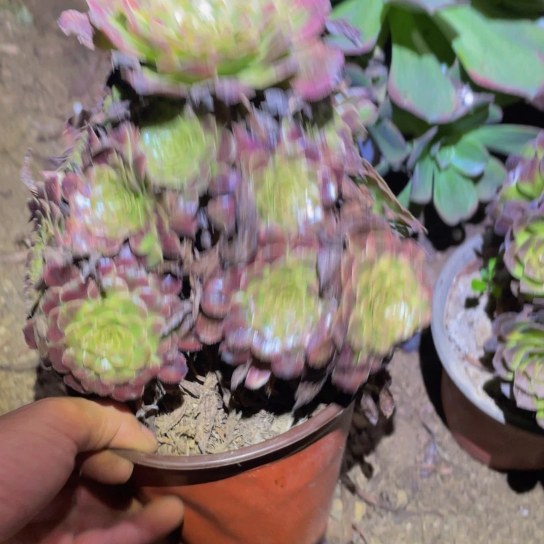 225舞天姬多肉植物