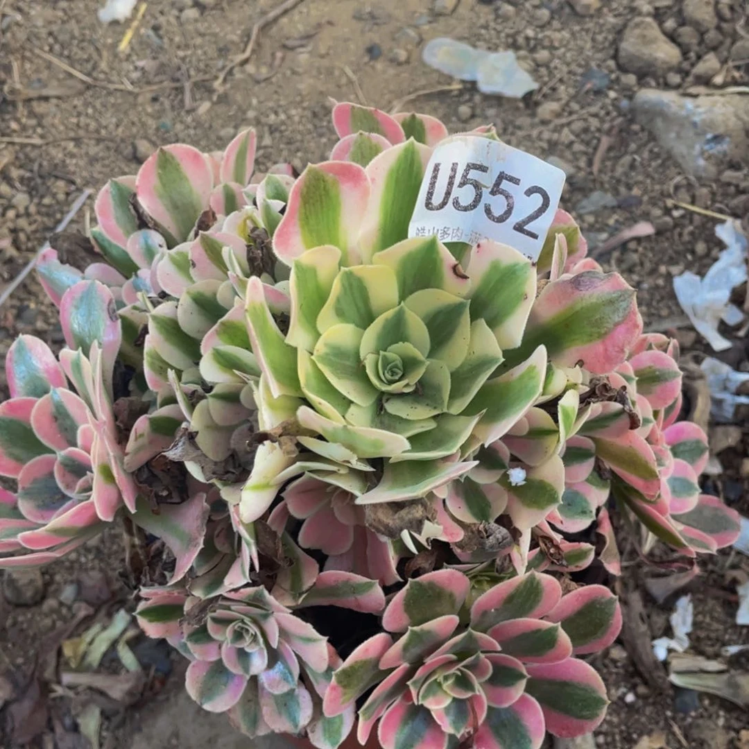 552粉女巫多肉植物