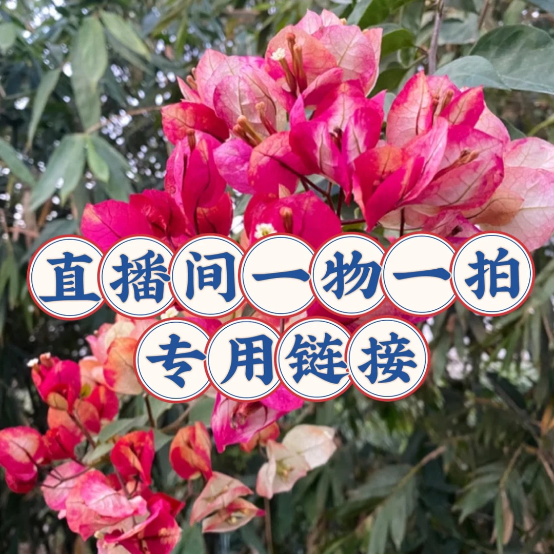 三角梅老桩直播间物一拍链接 桩子上有微瑕脱皮都属正常 介意勿拍