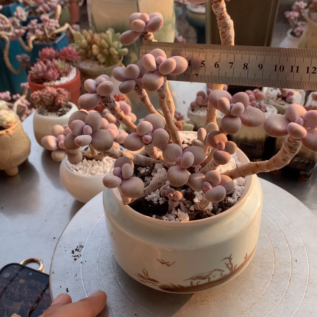 【闪购商品】26号不带盆