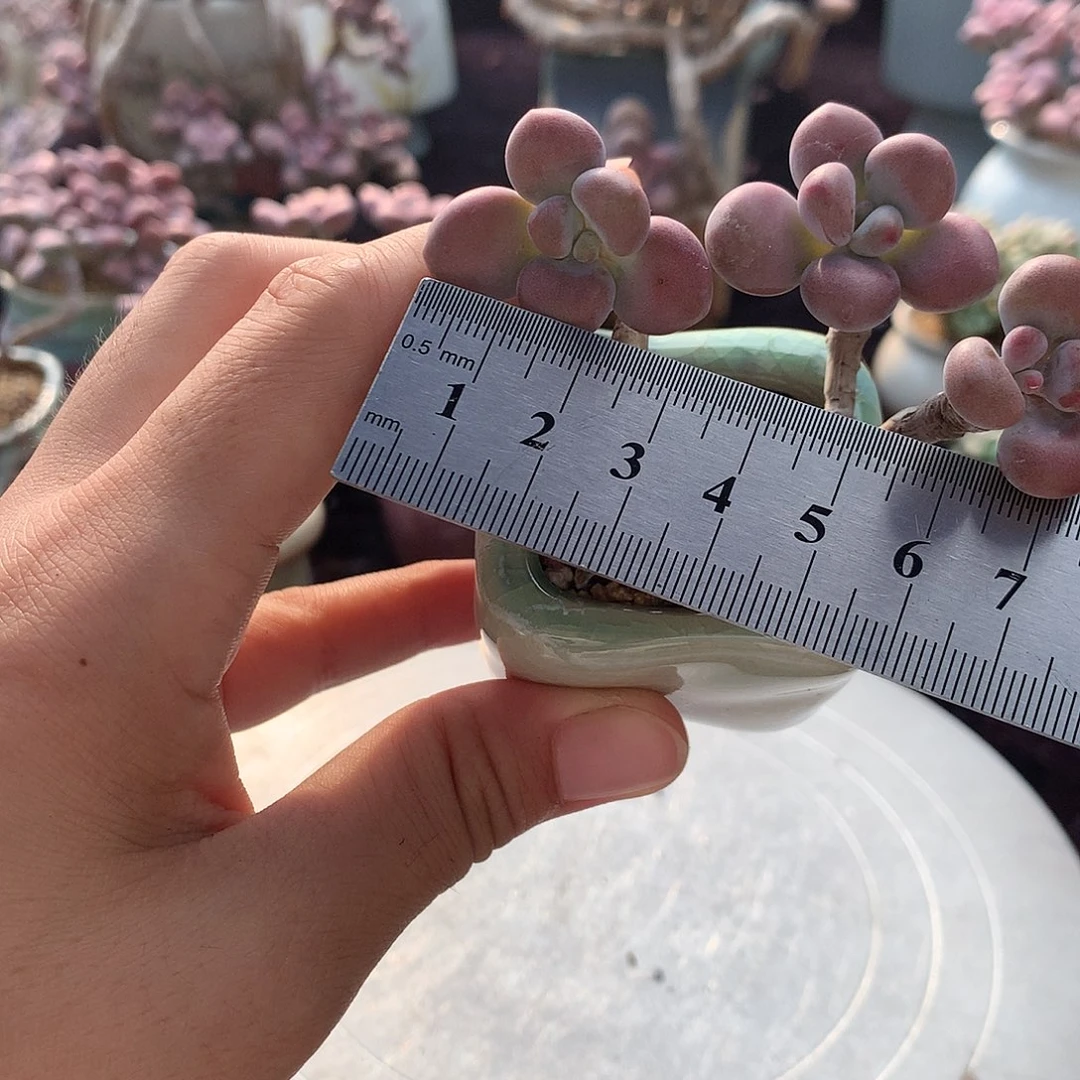 13号带盆偏远地区不包邮的