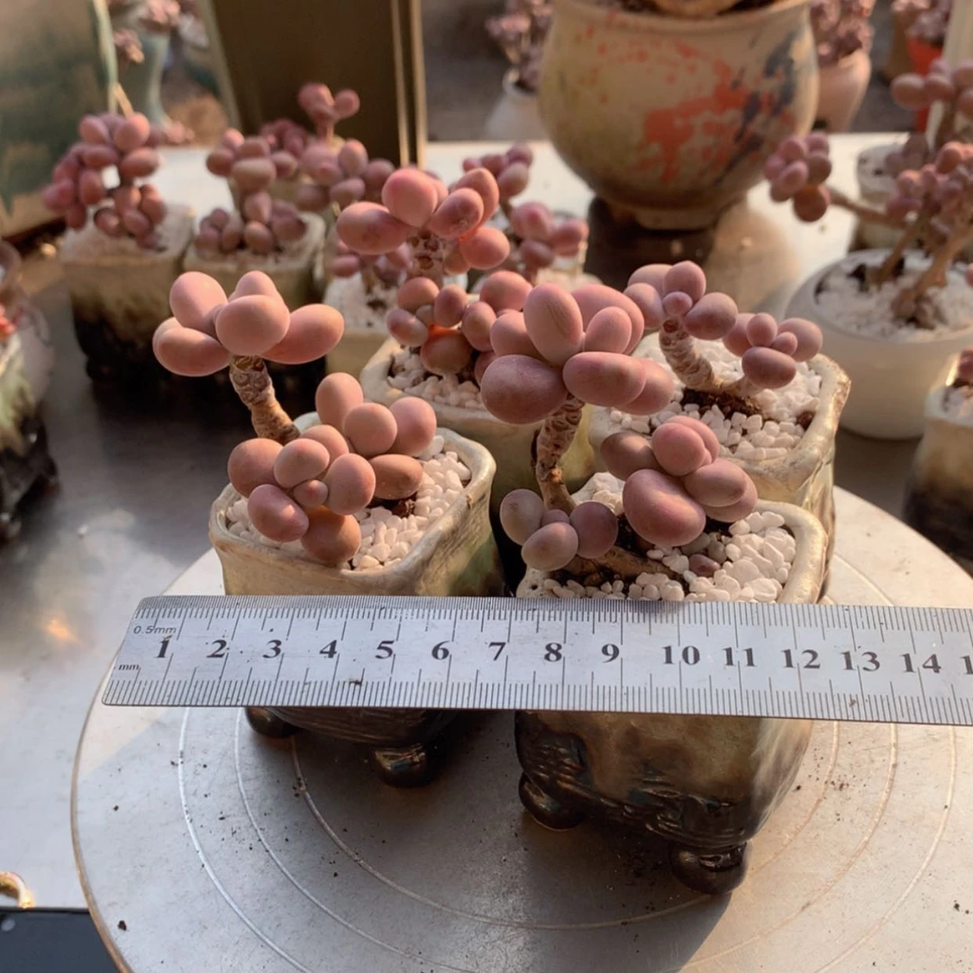 【闪购商品】我****子14号带盆