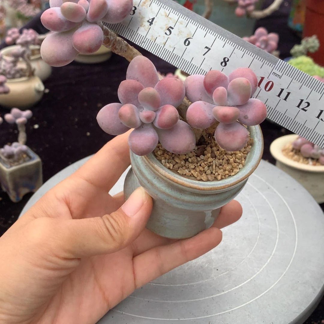 80号带盆偏远地区不包邮的