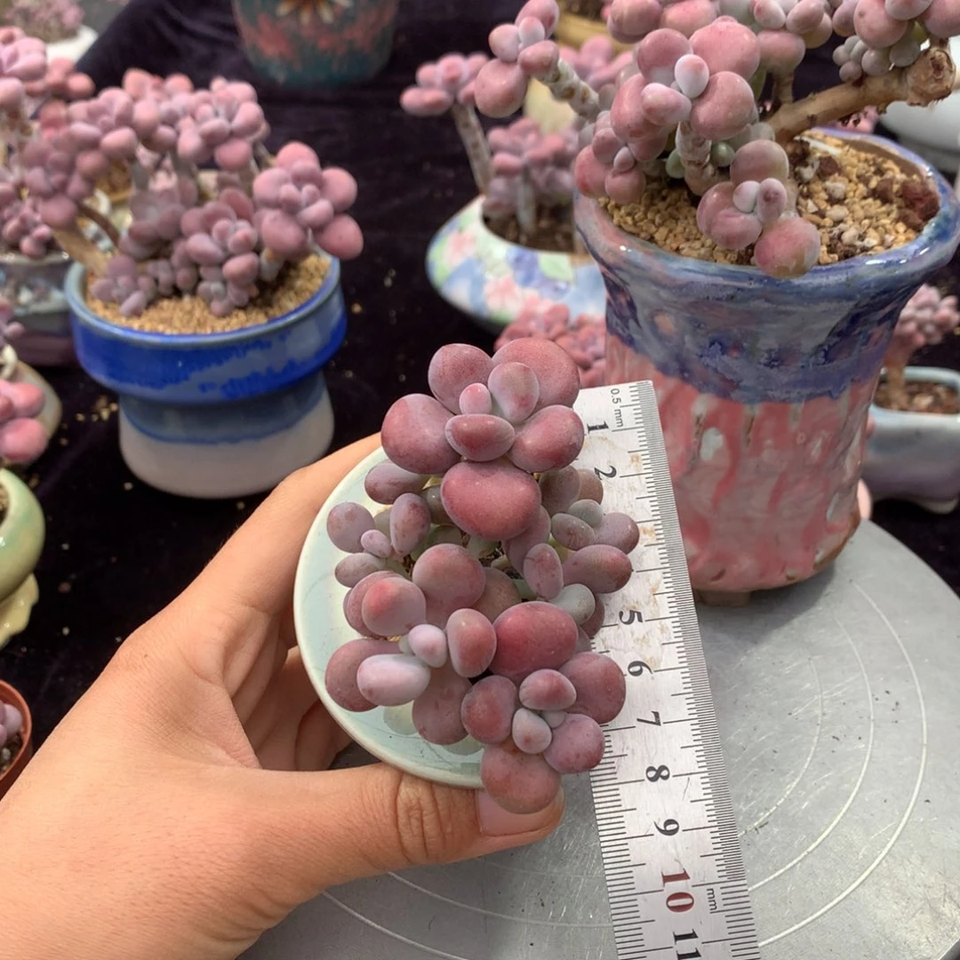 89号带盆偏远地区不包邮的